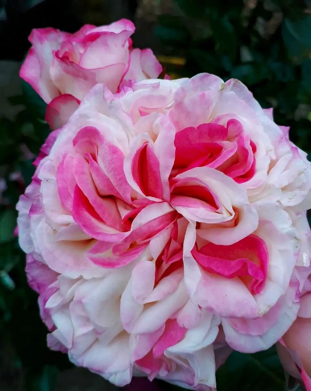 尼普月季茱莉亚julia (雪肤红唇) 真的好美丽010101网图