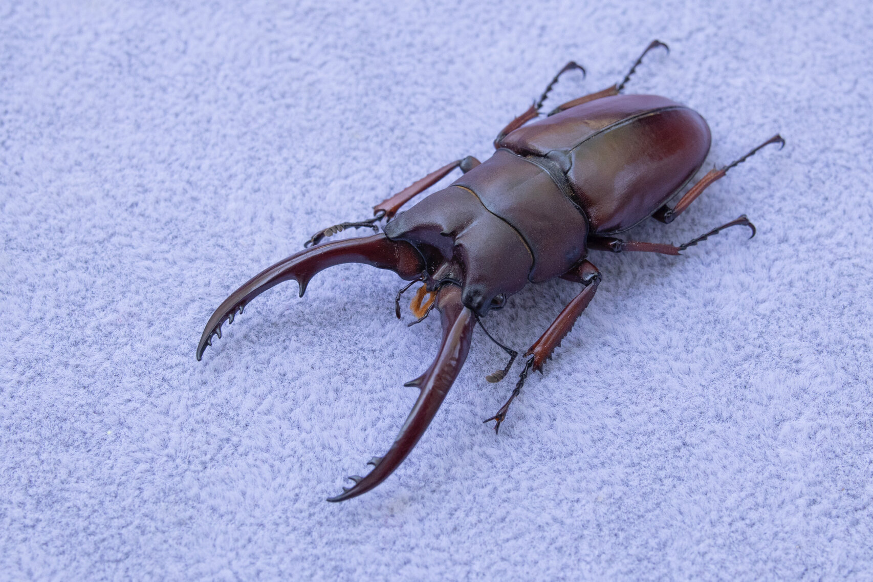 两点赤锯锹 学名:prosopocoilus astacoides 棕红的体色,弯曲的大颚