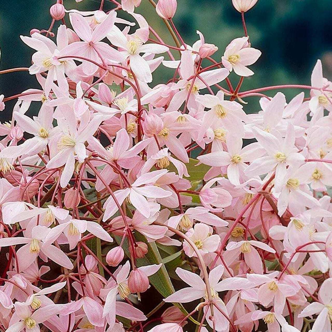 铁线莲"苹果花" 苹果花 apple blossom 分类:藤本 类群:常绿木通组 花