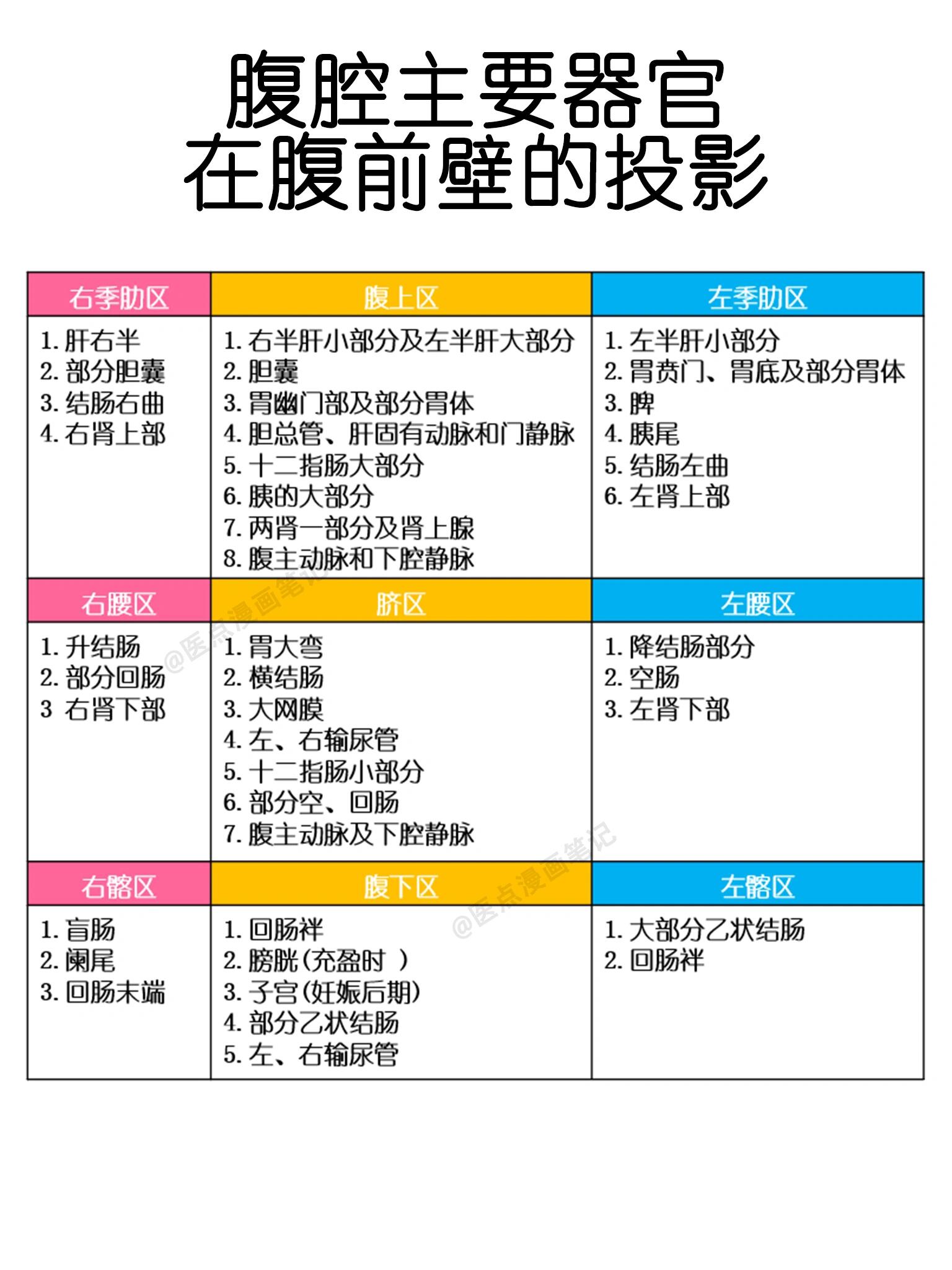 医学生笔记📝腹部九分法 解剖版 参考资料 《局部解剖学》