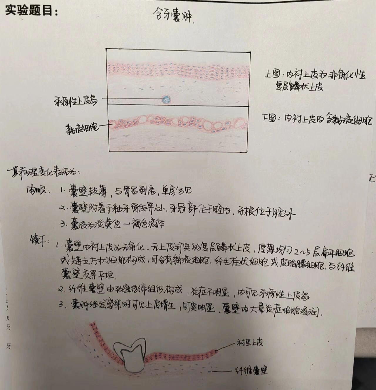 白喉红蓝铅笔绘图图片