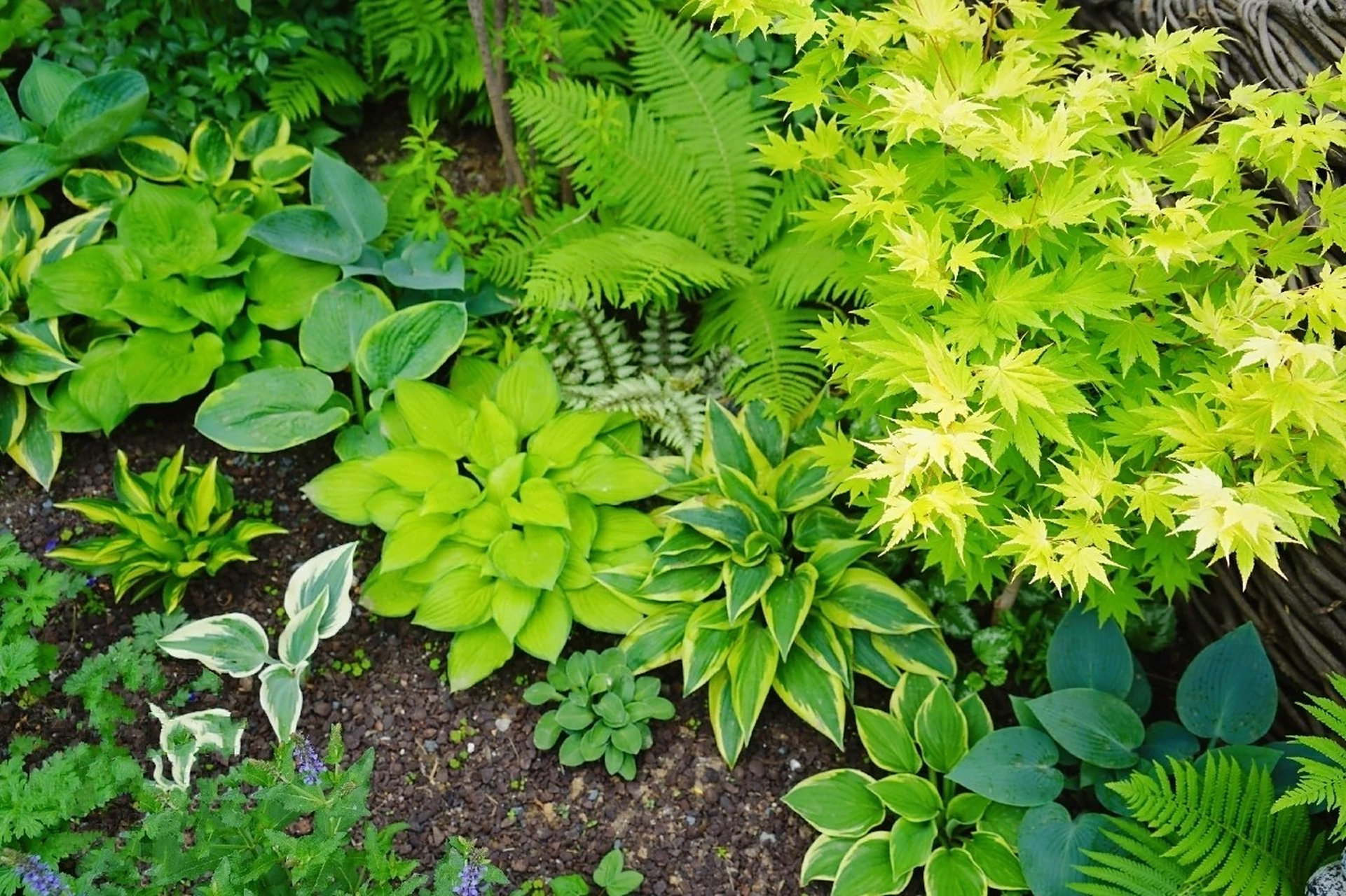 省心的耐阴花境——玉簪 91北京绿化常见的玉簪,过冬只需要简单覆盖