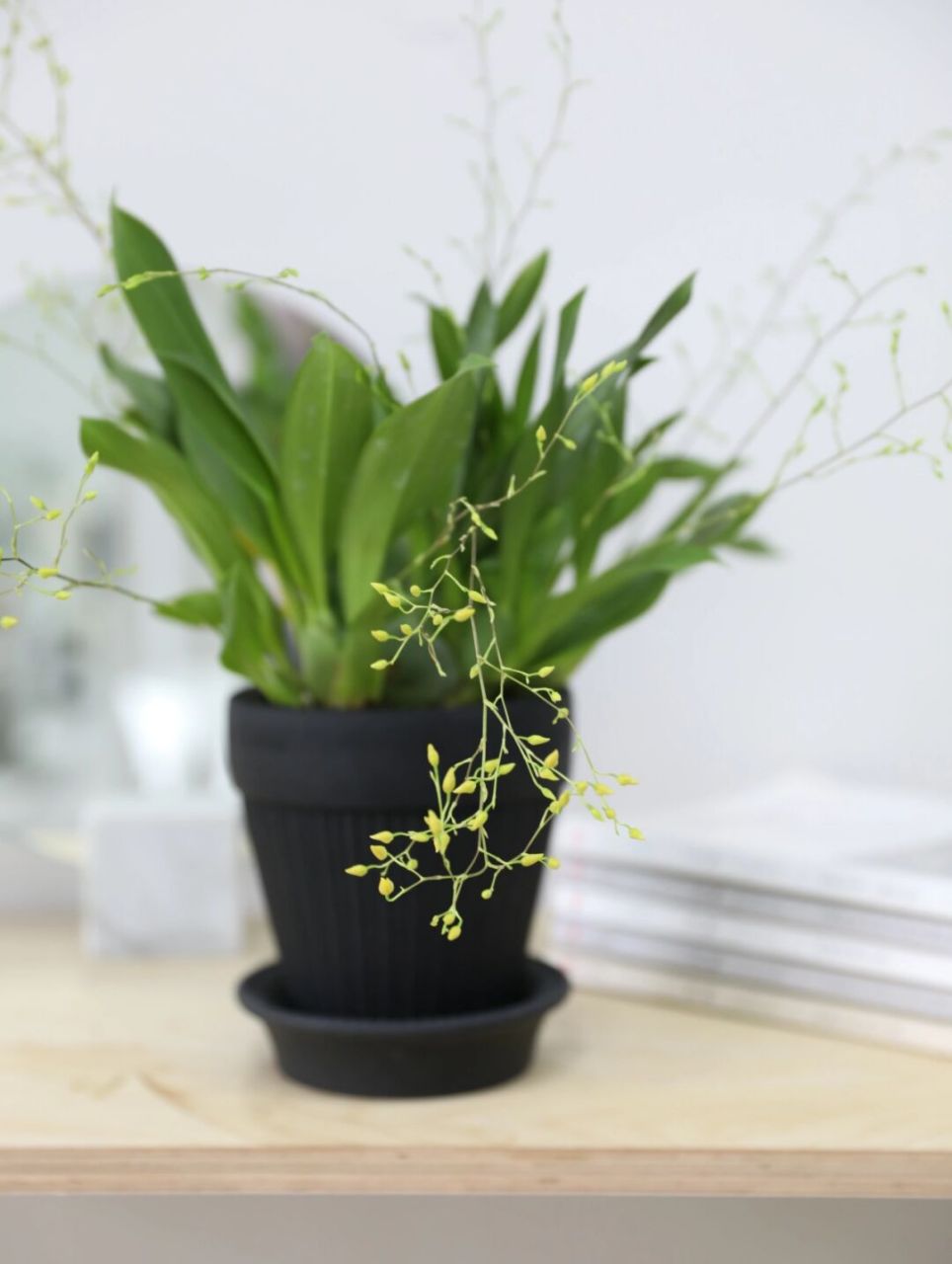 家里养一盆开花会跳舞的文心兰绿植盆栽 盛开的文心兰就像一个个会