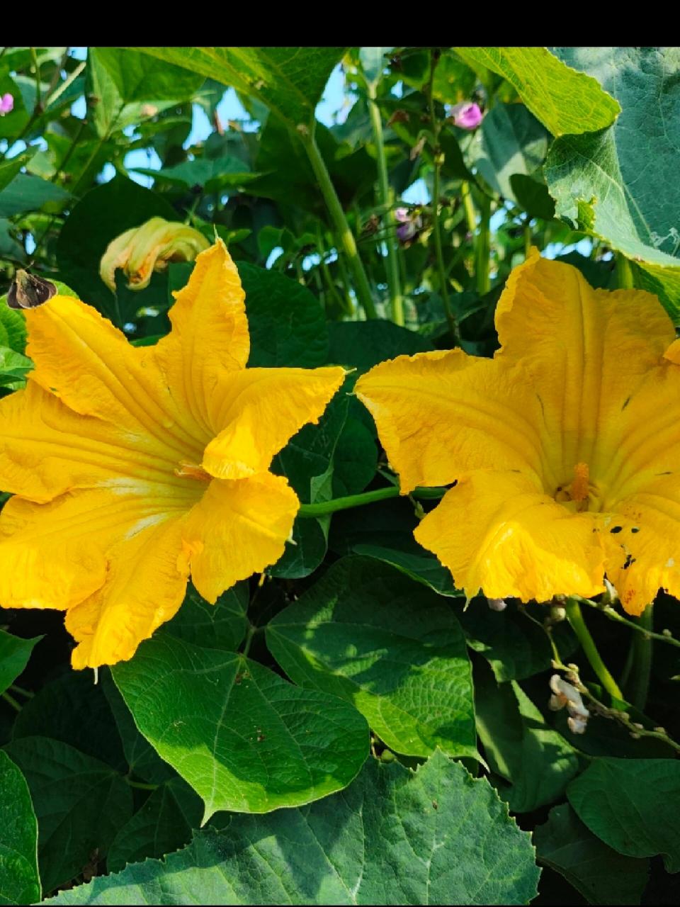 路边的金黄花可都认识? 拍几张乡村黄花,供大家分辨认识一下!