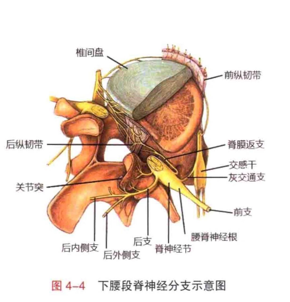 椎板间隙图片