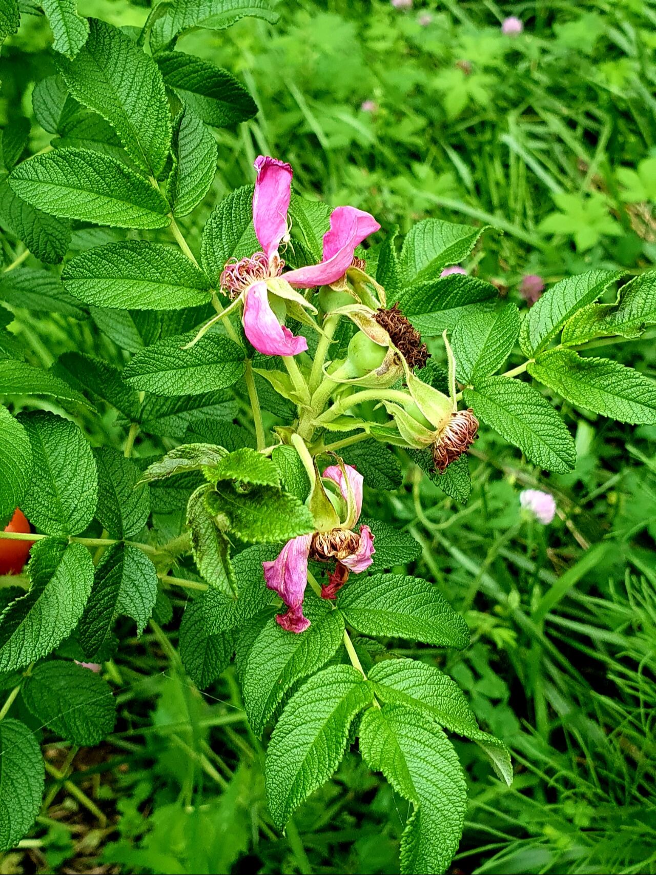 山刺玫 97别名刺玫,刺玫果.