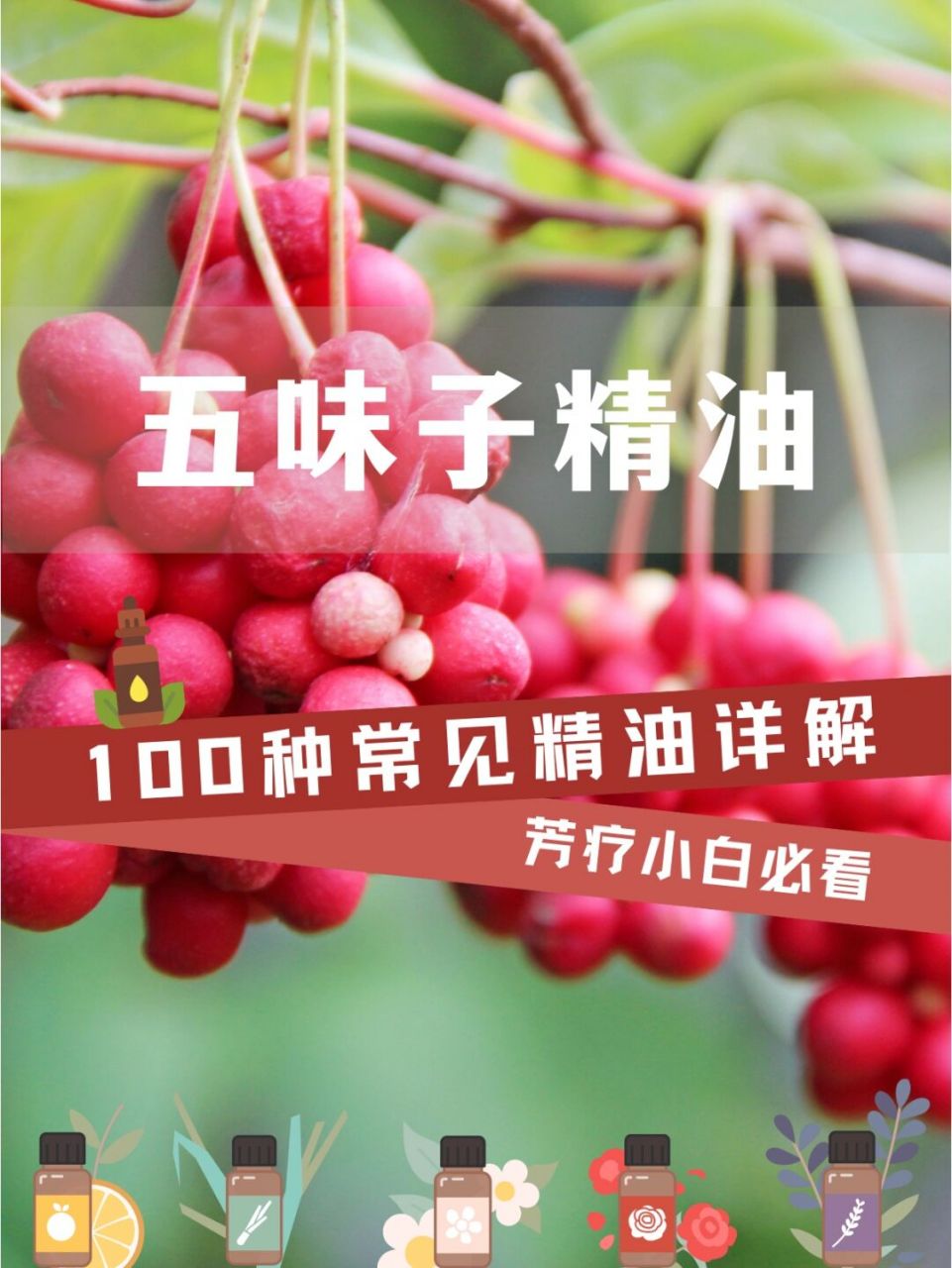 补气抗衰五味子精油,呵护心肝脾肺肾 9292周末愉快,今天给大家