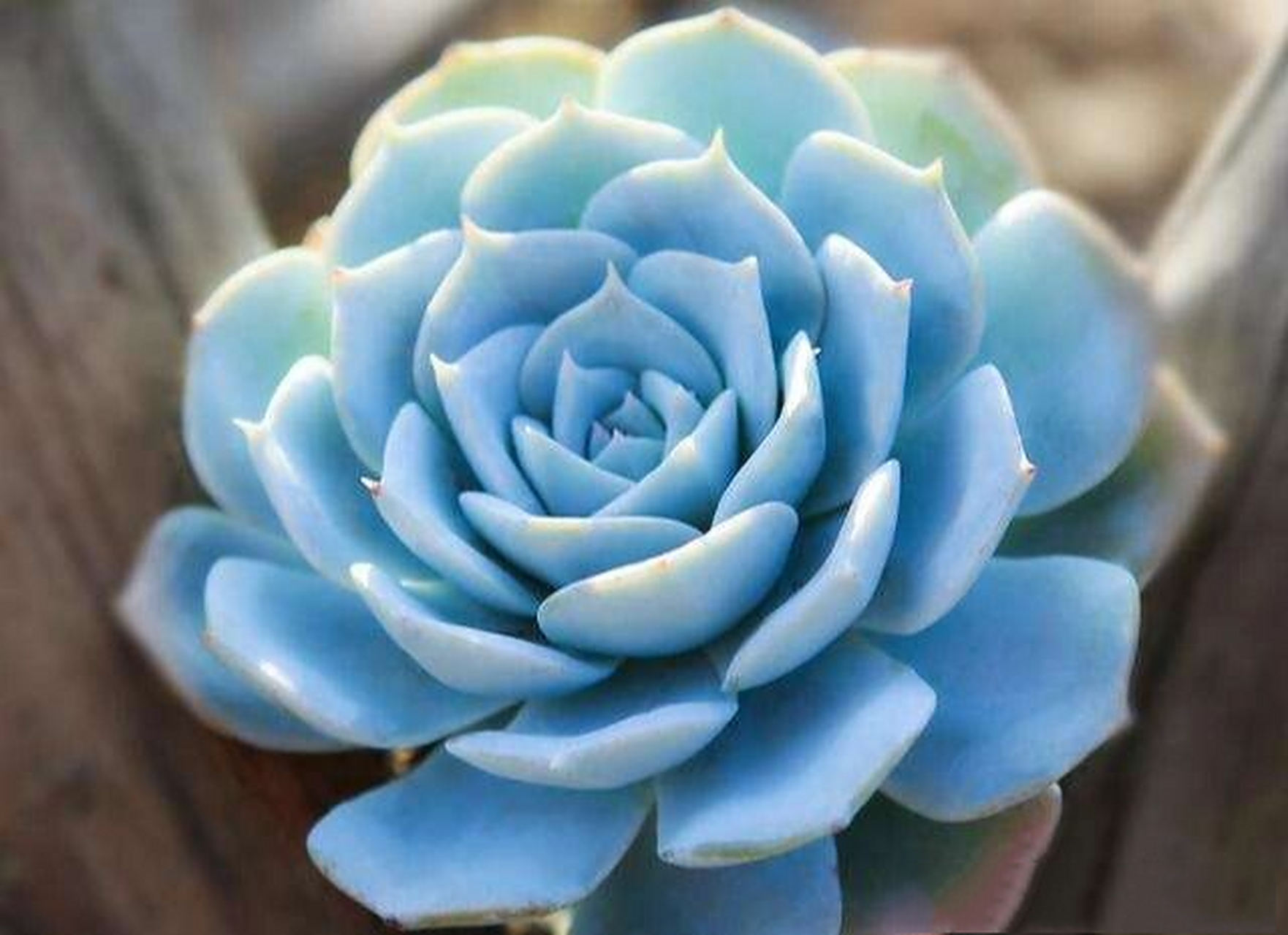 【每日多肉·蓝鸟】 71名称:蓝鸟 71简介:薄叶蓝鸟多肉是一种中