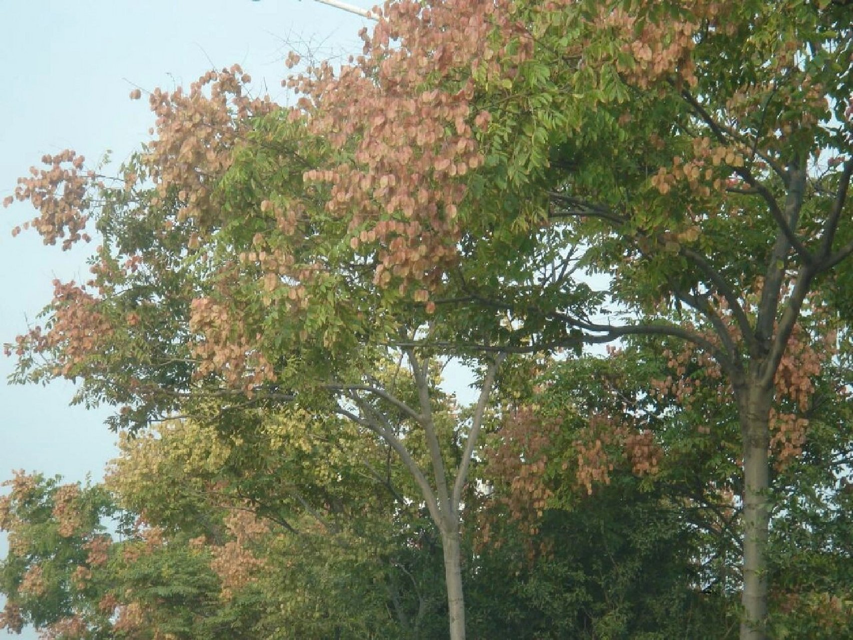 栾树,别名:摇钱树,木栾,栾华,灯笼树 栾树是无患子科,栾树属植物.