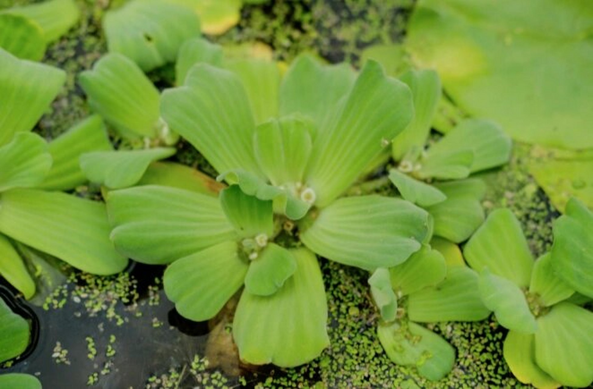 大薸(piáo),别名:水白菜,肥猪草 大薸是天南星科,大薸属水生飘浮草本