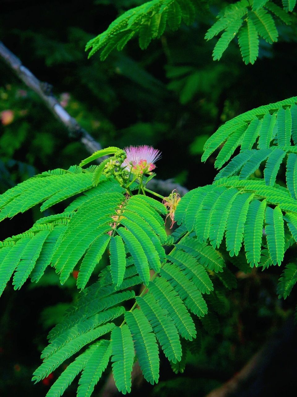 合欢花寓意是什么呢 花语:合家欢乐,夫妻恩爱,富贵吉祥