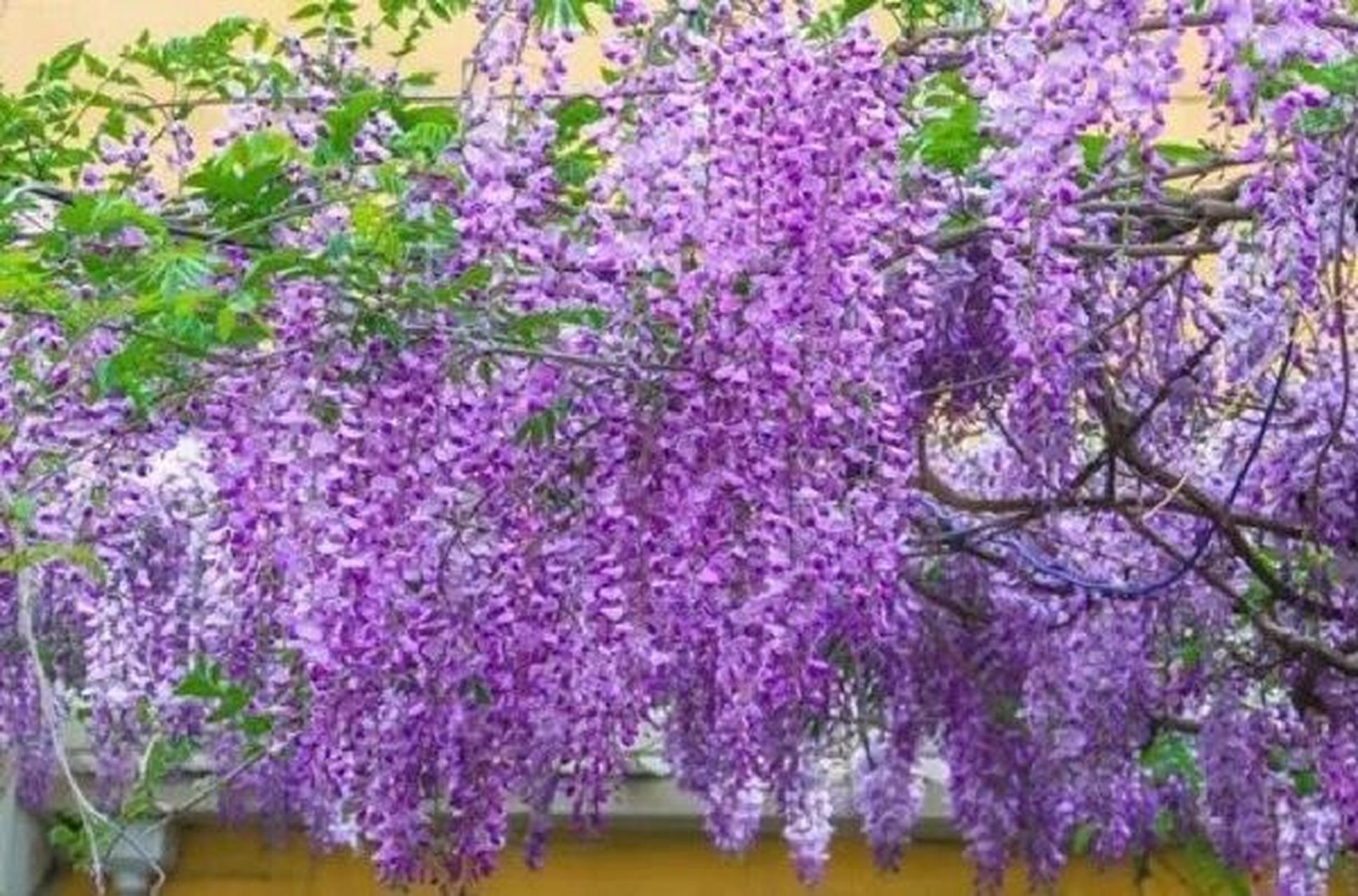 紫藤要怎么修剪才能欣赏到更多紫藤花!