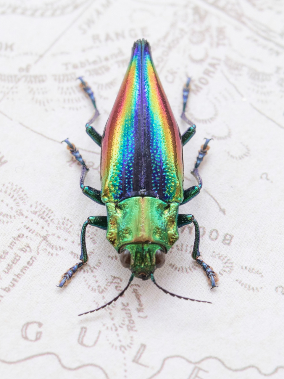 拥有它就拥有了彩虹——彩虹锥翅吉丁虫 个头很小