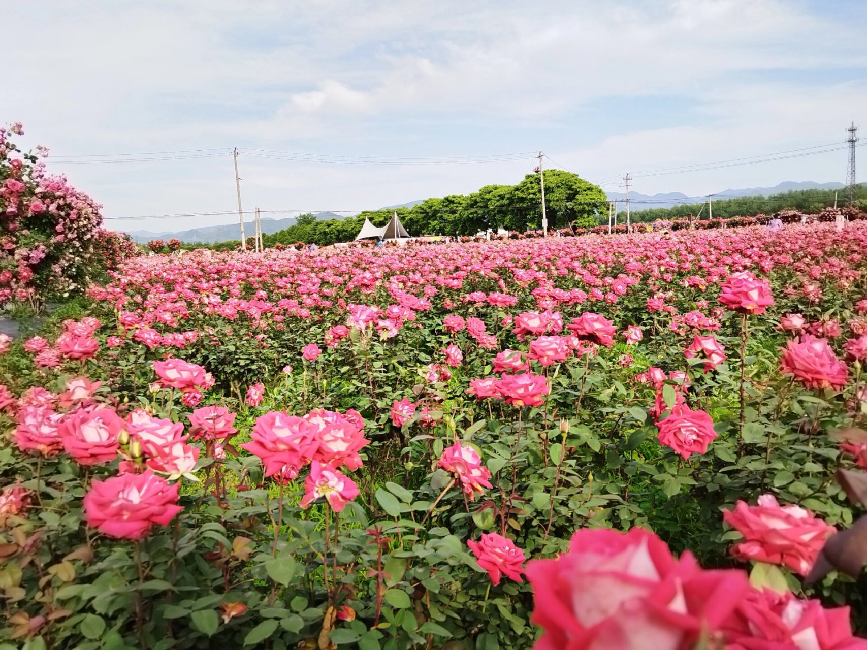 富阳游玩推荐(六)-新沙岛玫瑰园&采桑椹 杭州出发50min即可到达的岛屿