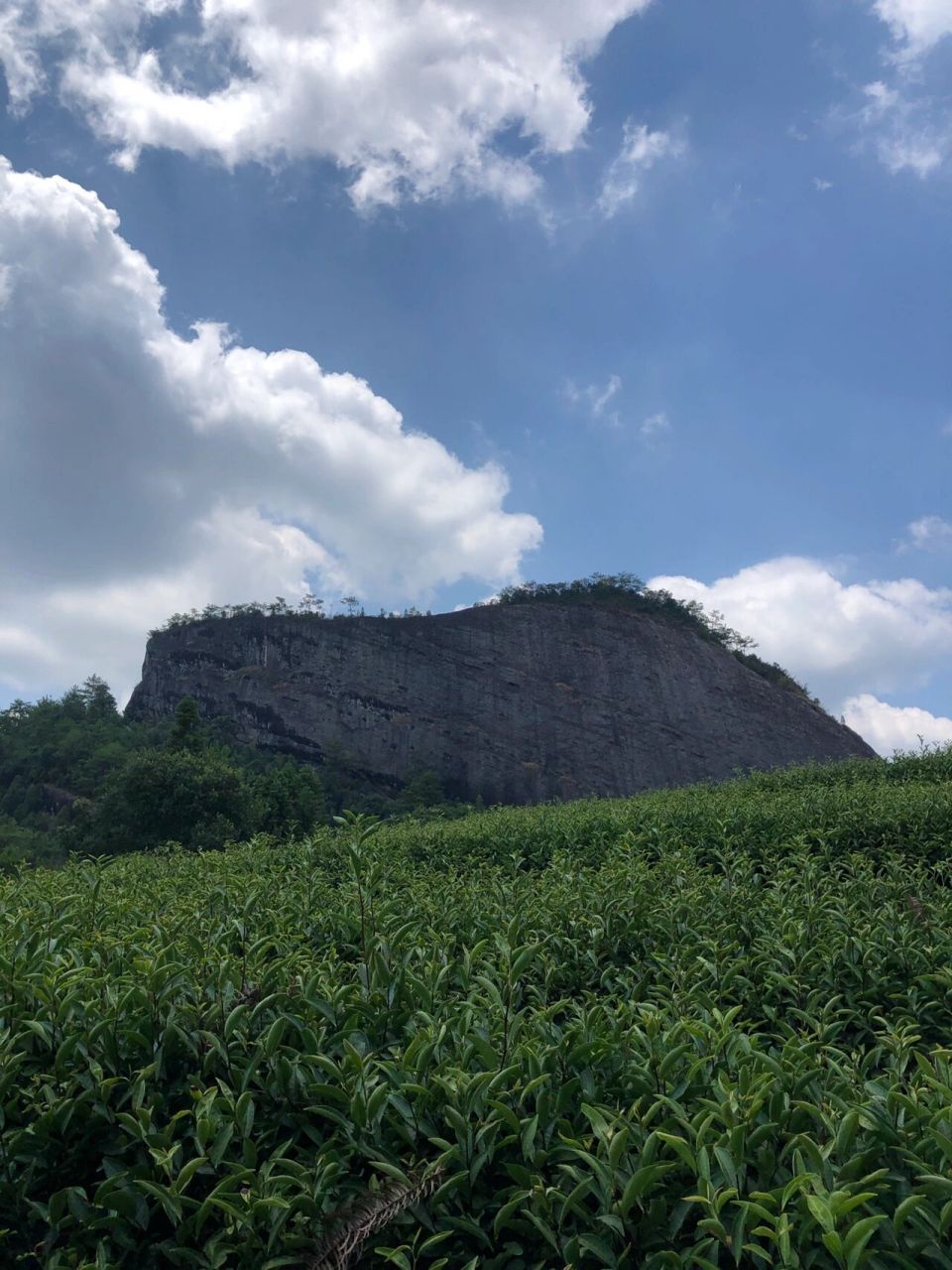 武夷山正岩山场——猫耳石 山行至馬頭岩,當下喝茶的人都知道馬頭岩