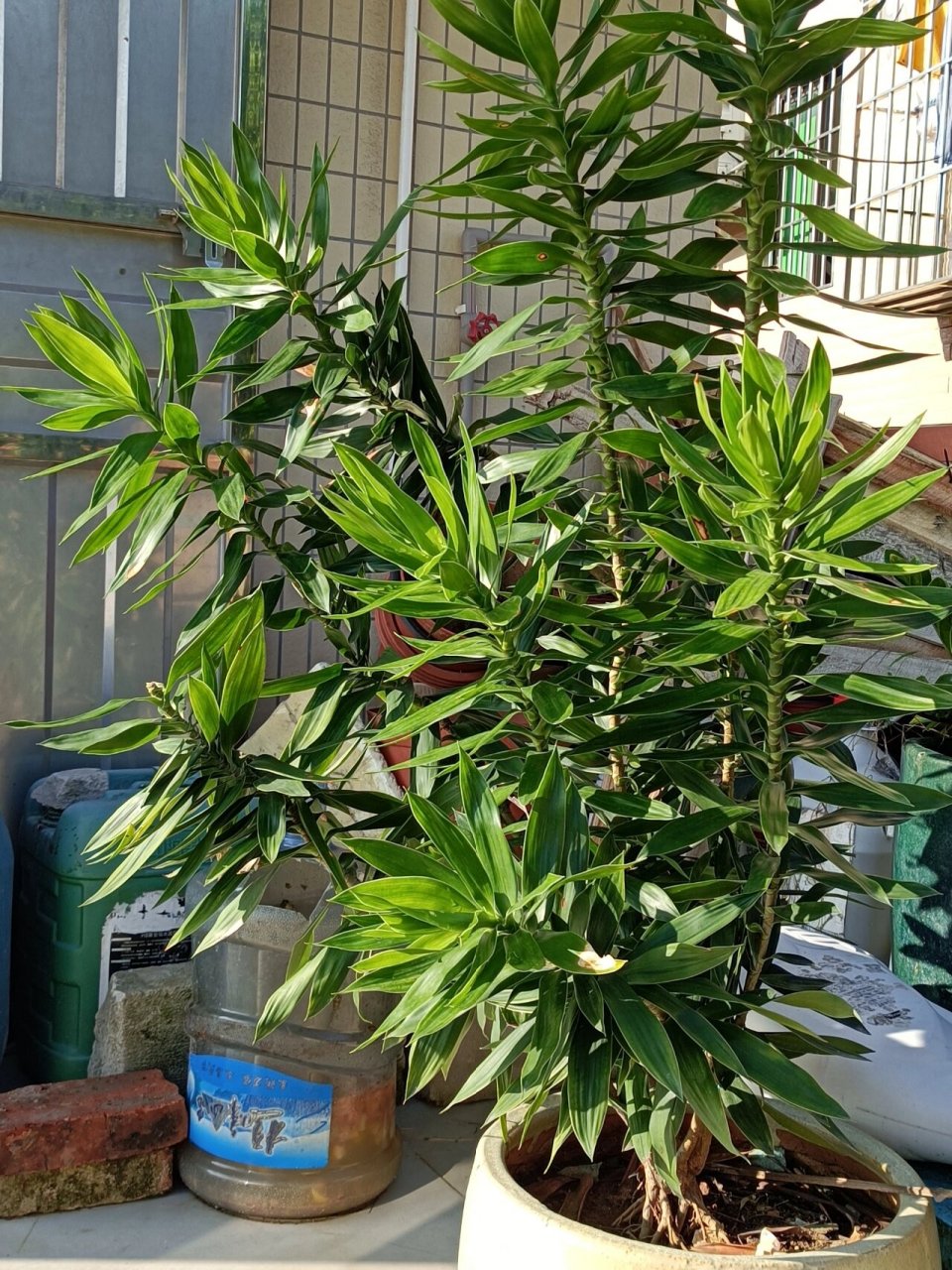 它叫百合竹,别名富贵竹.