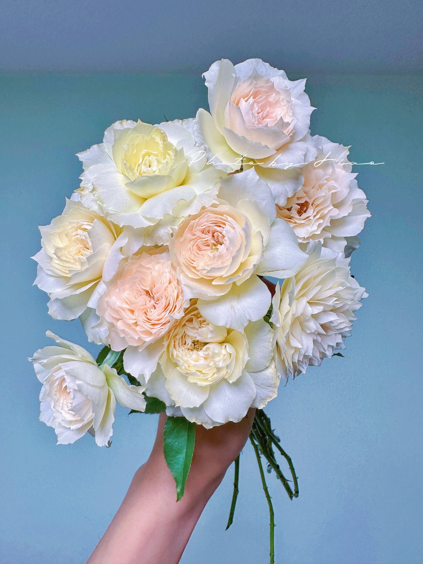 歌剧皇后月季/ 家书月季 简艺玫瑰园