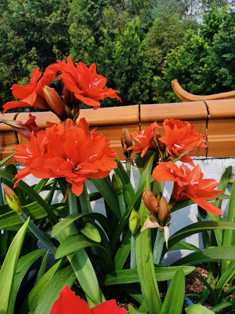 朱顶红-赛利卡 赛利卡还有个奇奇怪怪的名字,叫丁克,应该不是我们理解