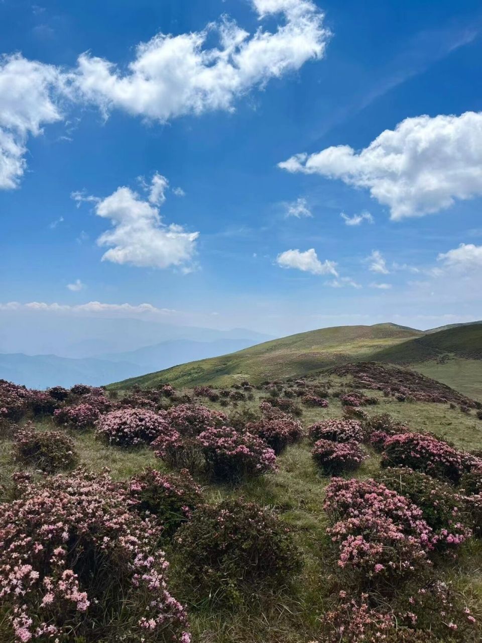 冷门秘境,被低估的神仙花海 96 昭觉谷克德 7515 景区亮点:成片
