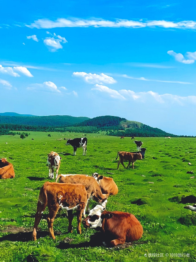 海拔2712米的马仑草原!山西周边好去处