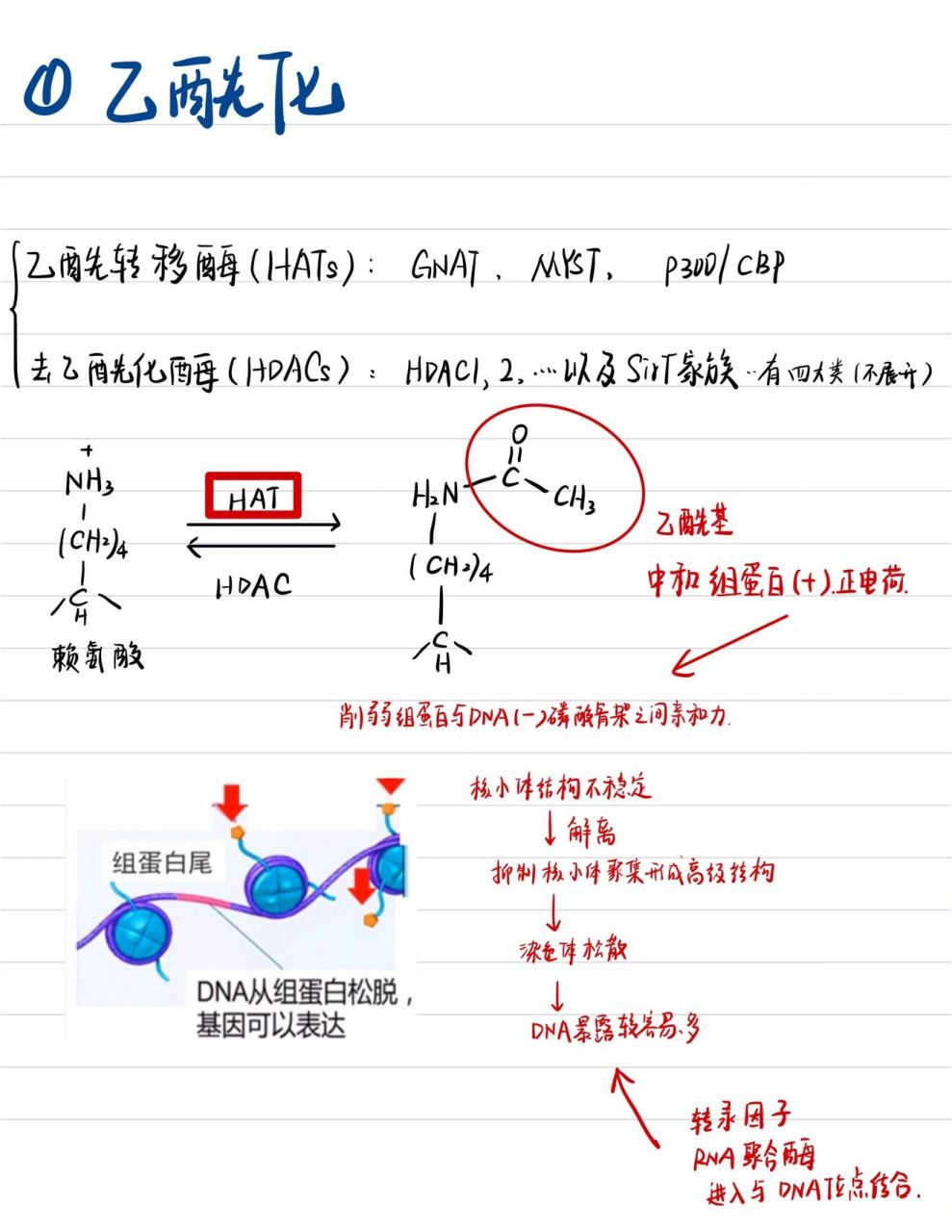 白化病遗传系谱图图片