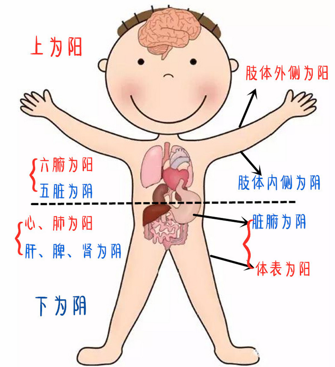 五脏藏精气,主静,属阴;六腑传化物,主动,属阳.