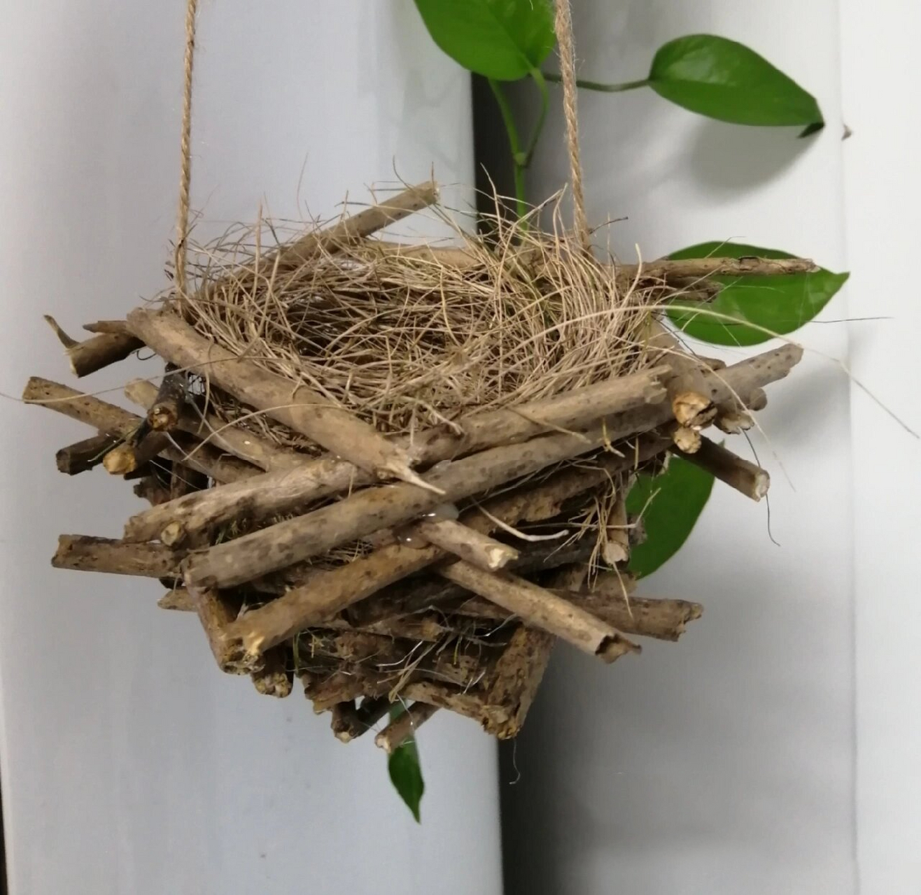 化树枝为鸟窝90 娃捡的树枝和干草,我就来动手做个鸟窝,娃又用粘土