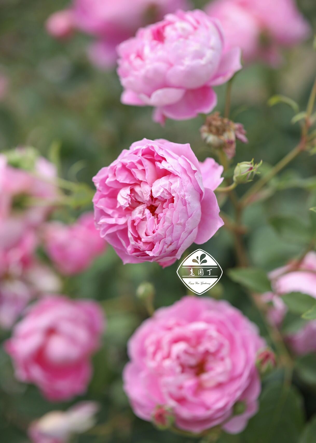 奥斯汀月季1661596615:费尔·柴尔德先生 菲尔先生 the