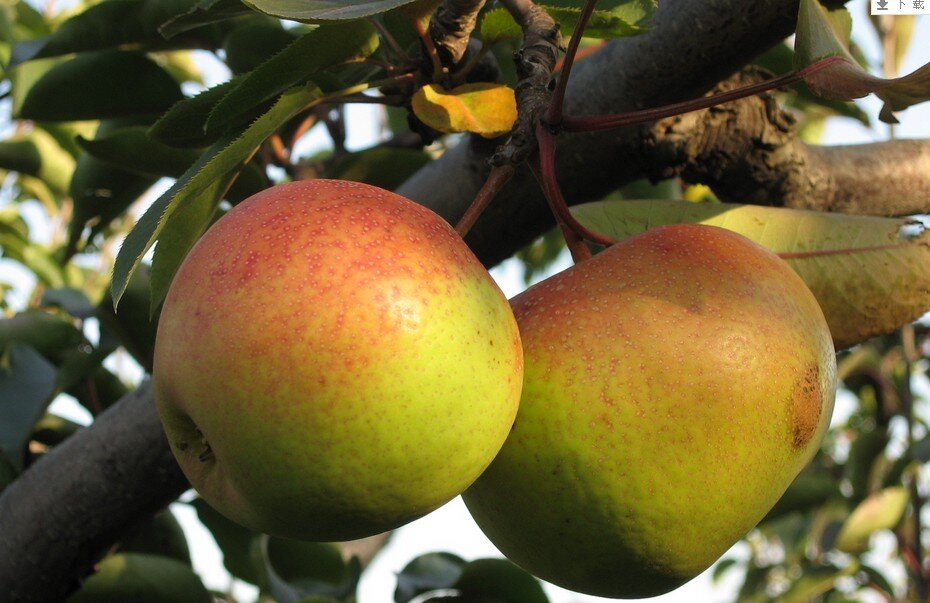 苹果梨你知道吗