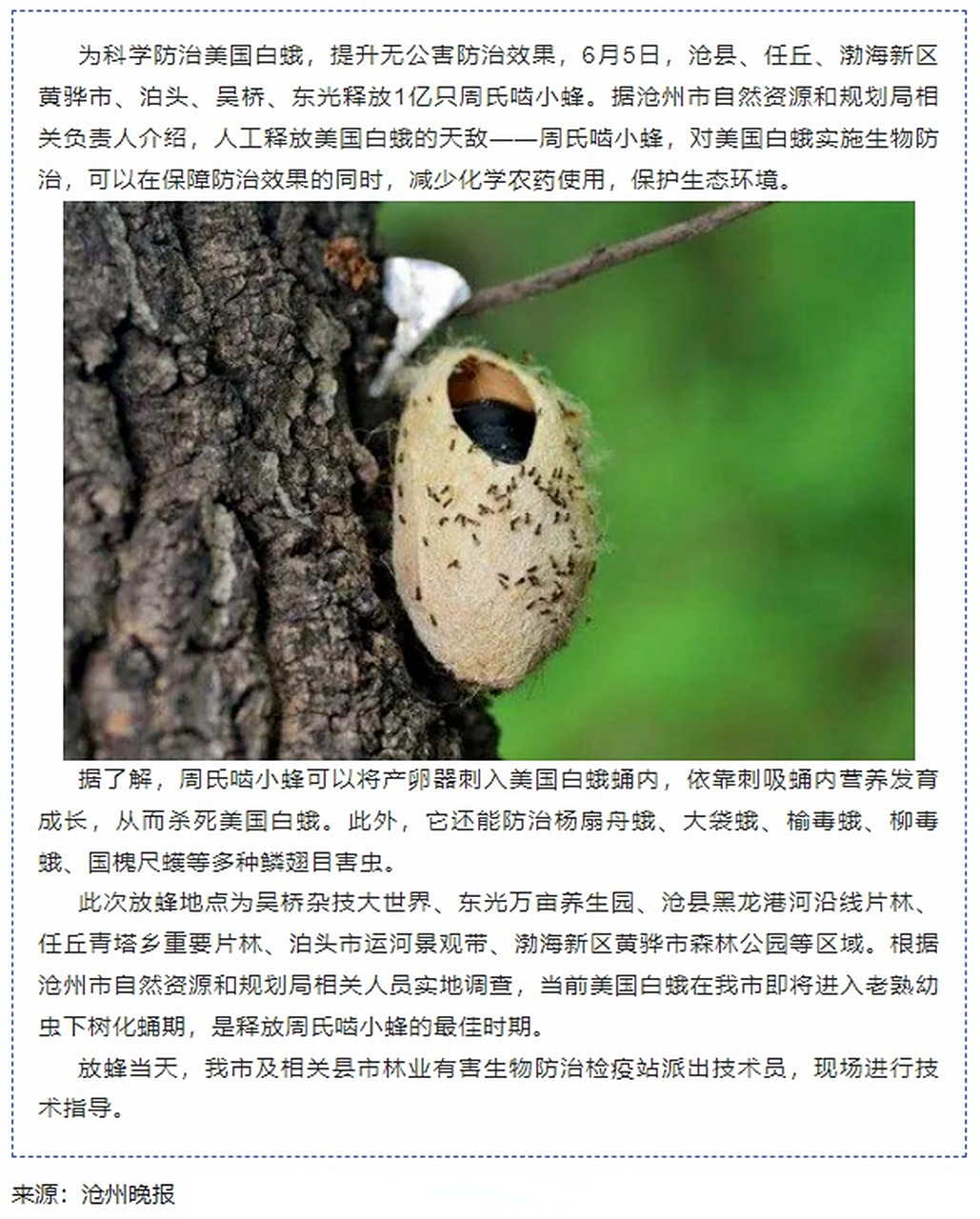 沧州# 沧州释放1亿只美国白蛾的天敌——周氏啮小蜂  6月5日,沧县