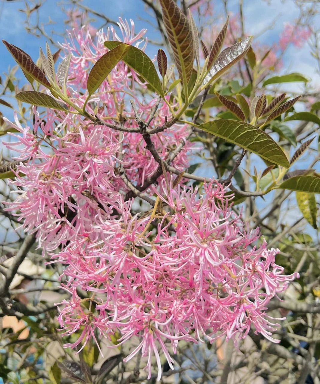 实打实的粉花流苏树 最近ai绘图火爆,出现了很多奇怪的"流苏树""粉色