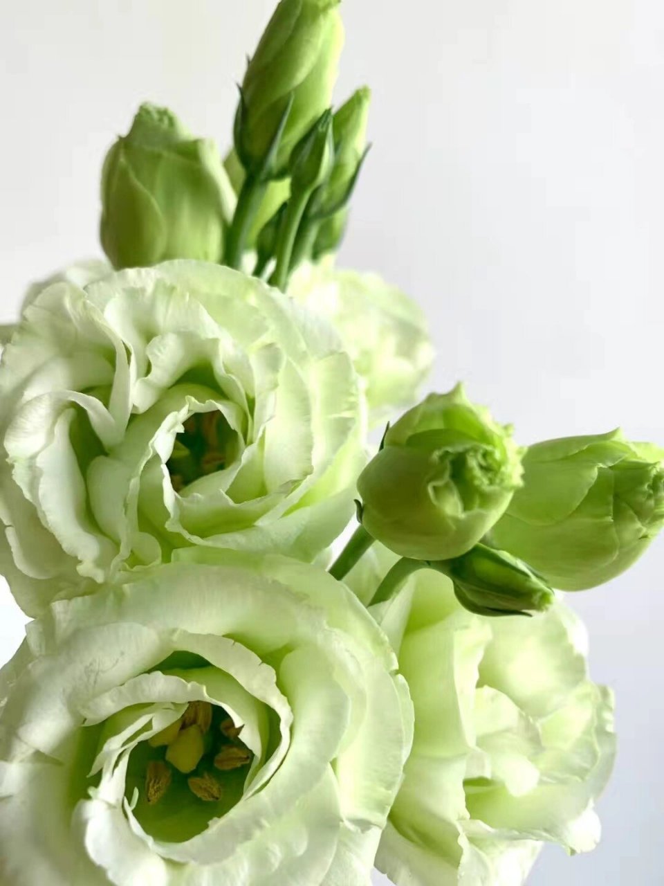 盛开的绿色洋桔梗,给人一种清新脱俗的感觉,让人感受到生命的蓬勃与