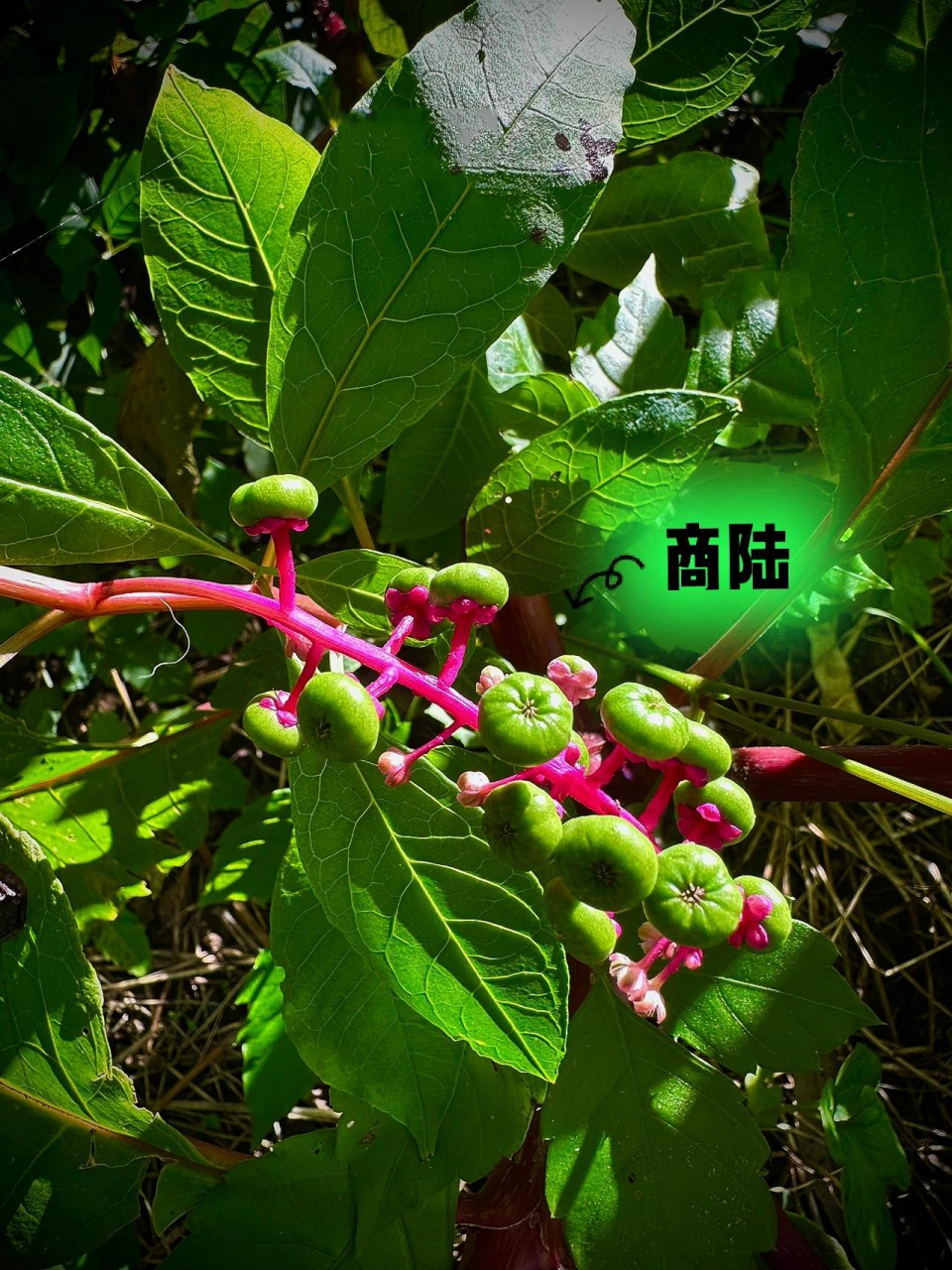 农村常见的"商陆"70%有毒 小心!