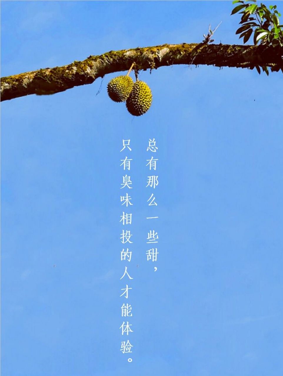 笔记灵感# #水果# #原创# #水果文案# #榴莲# #大爱水果季# #每日