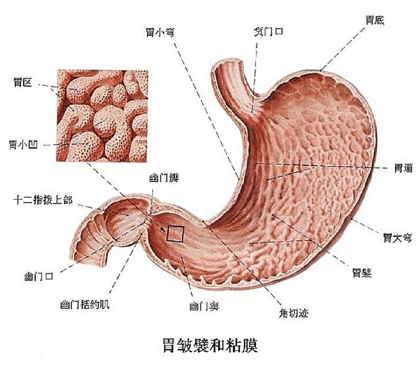 胃的结构解刨图
