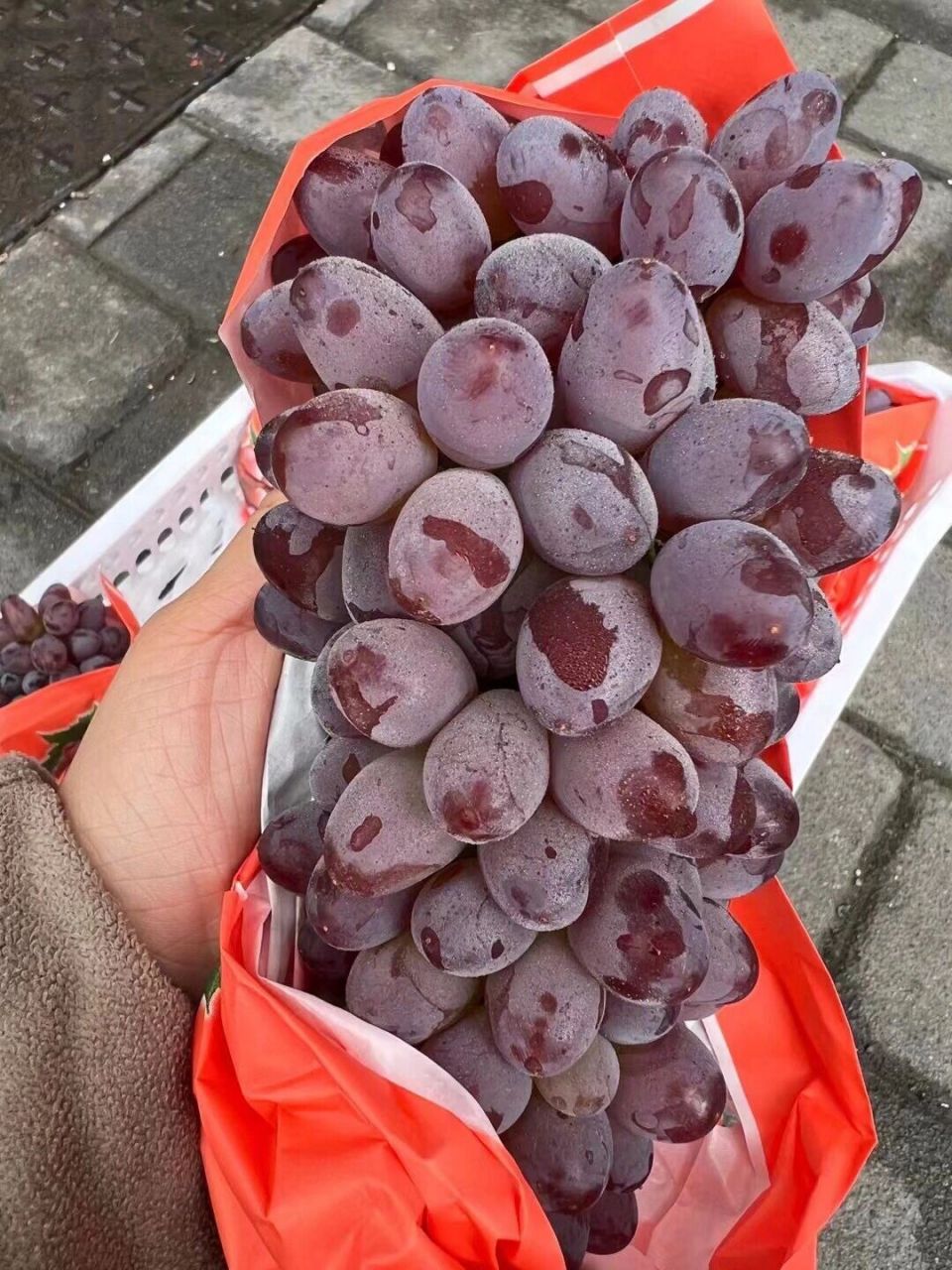 茉莉香葡萄品种介绍图片