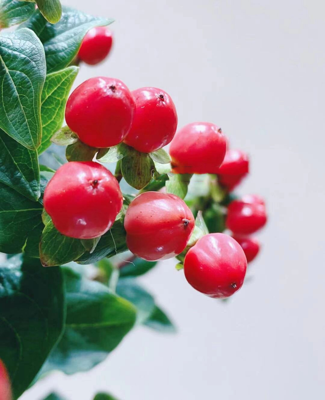 红豆‖每日一花 花艺师每日分享  名称:红豆 又称火龙珠,相思豆.