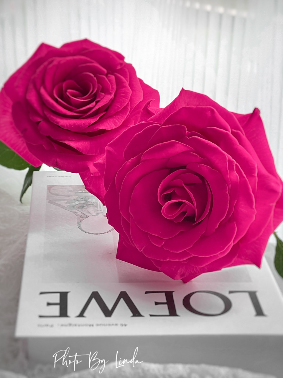 世界经典玫瑰之一|喜上·弗洛伊德玫瑰   	 2022年最后就以兰蔻家御用