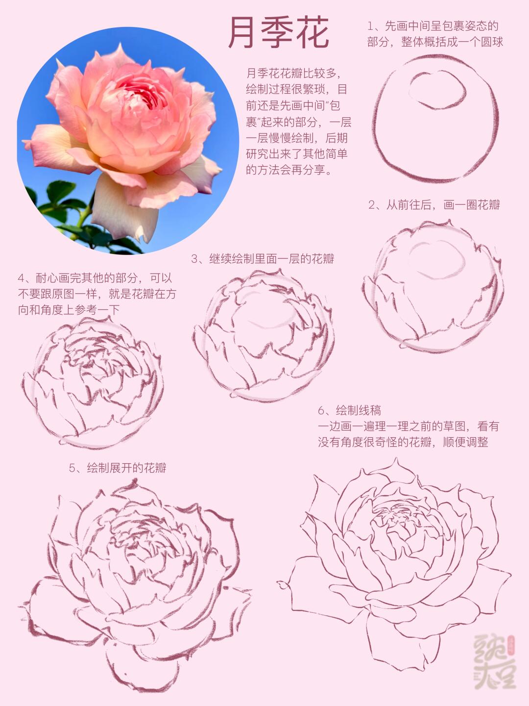 月季花绘制教程