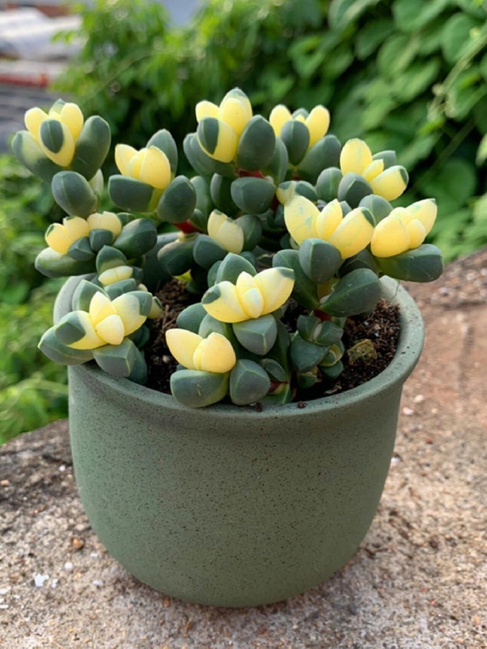 知识分享‖多肉金玉满堂 多肉金玉满堂也就是金枝玉叶91,十壤用园土