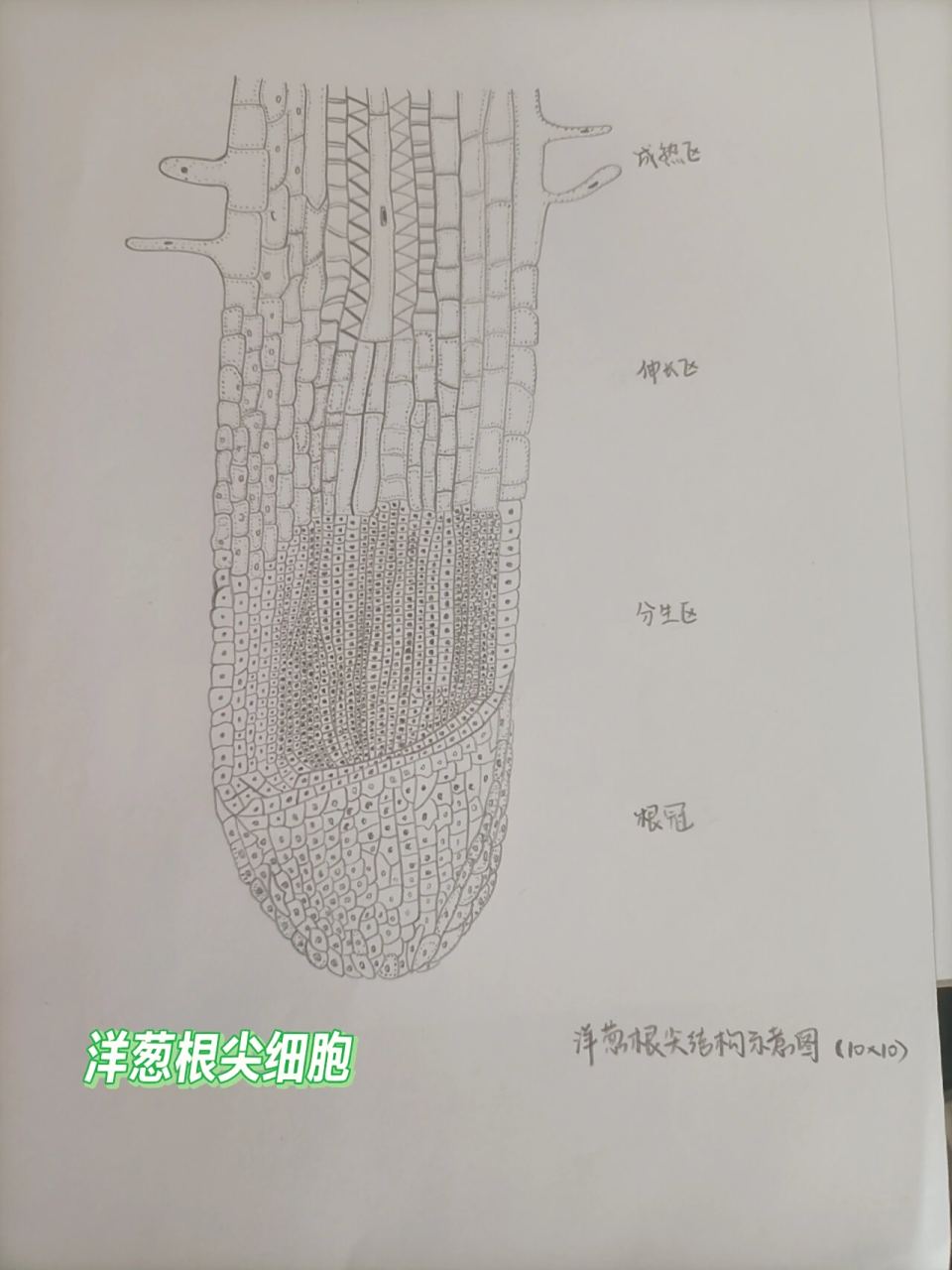 洋葱学院七下生物(洋葱生物初中版下载)  第1张