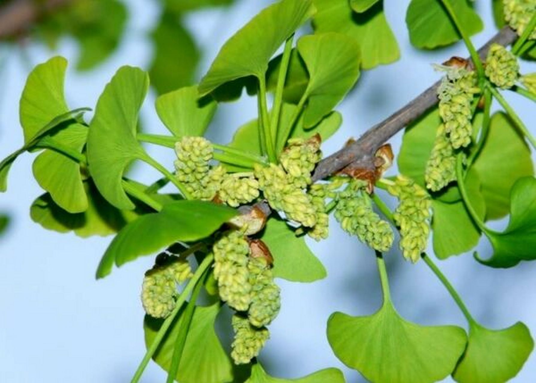 奇特|这种花要雌雄同体才开,很少见 银杏树是雌雄异株植物,雌树开花雄