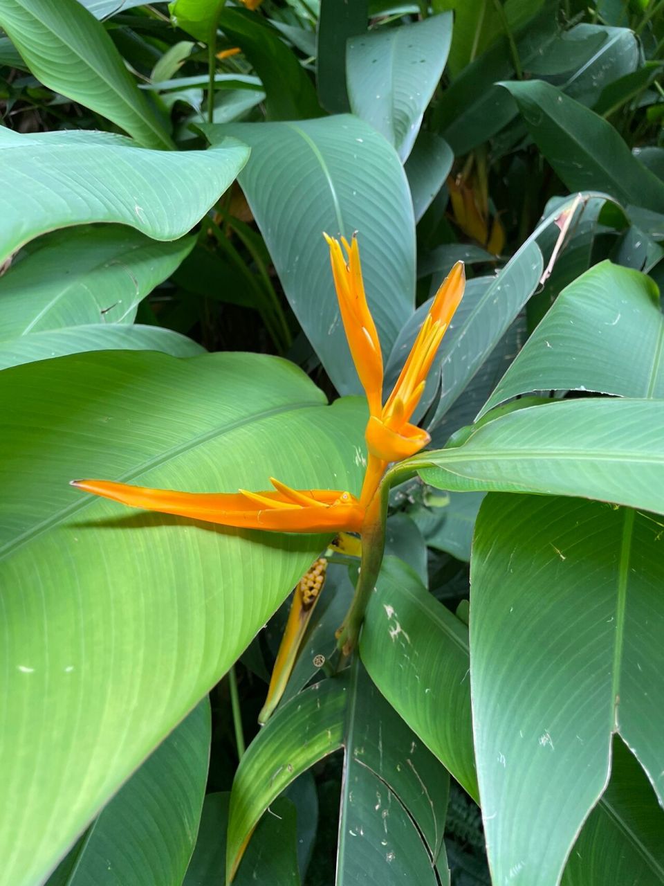 每天学习一种植物17|蝎尾蕉 xiē wěi jiāo 蝎尾蕉 heliconia