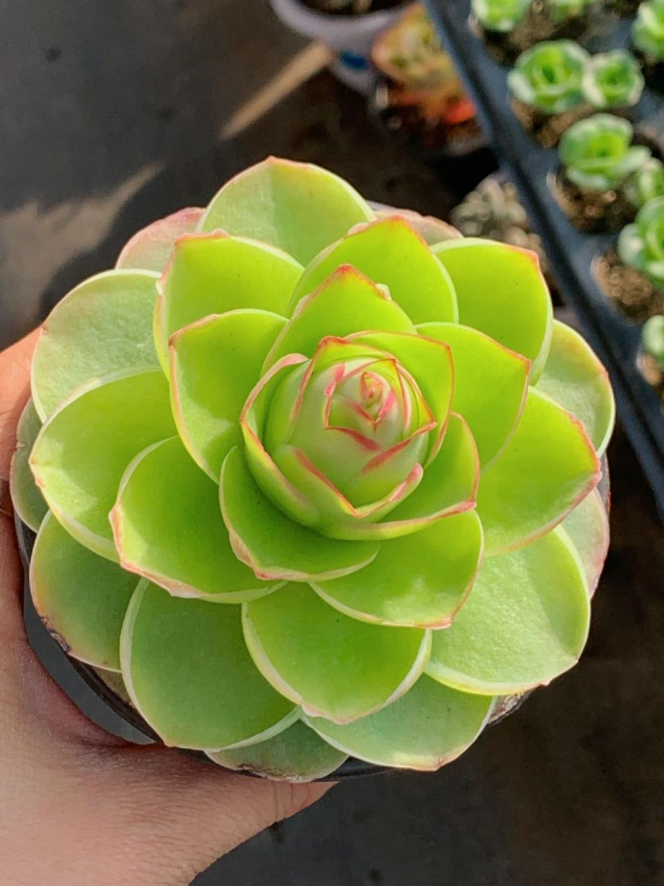 山地玫瑰大型品种原始帕尔马基因纯正 帕尔马是山地玫瑰中的经典款,无