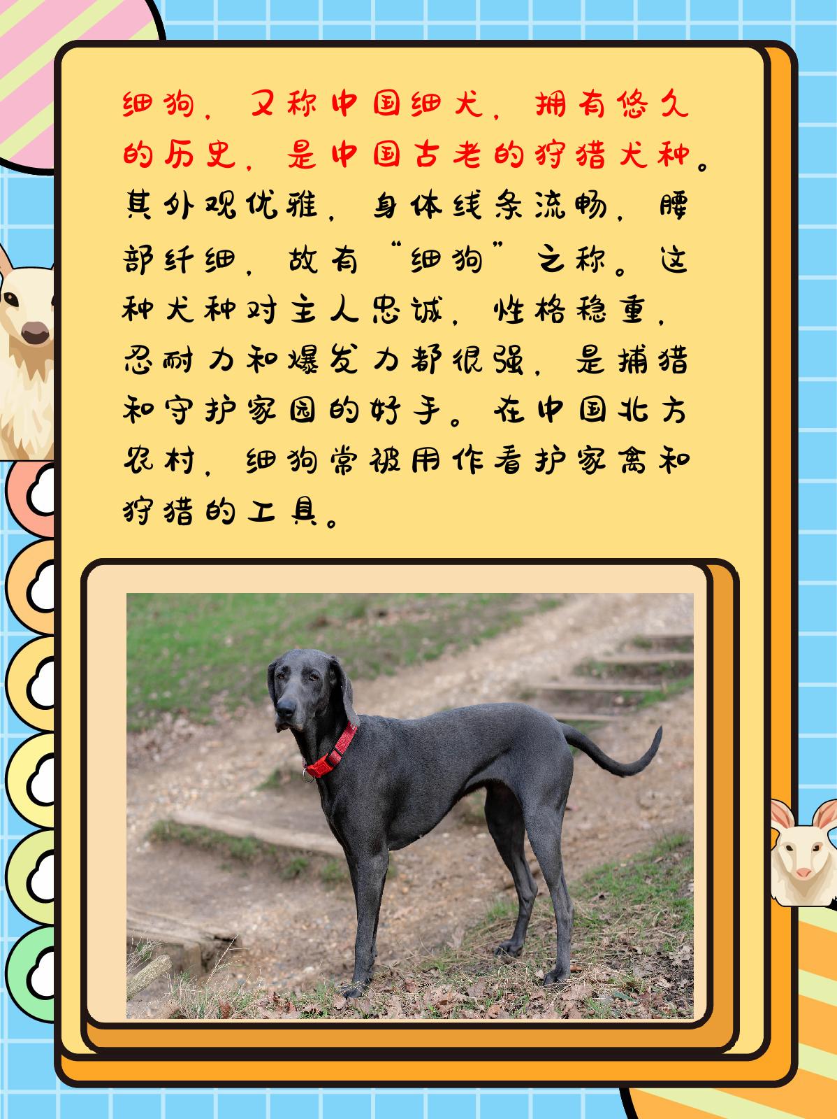 细狗和灵缇的区别