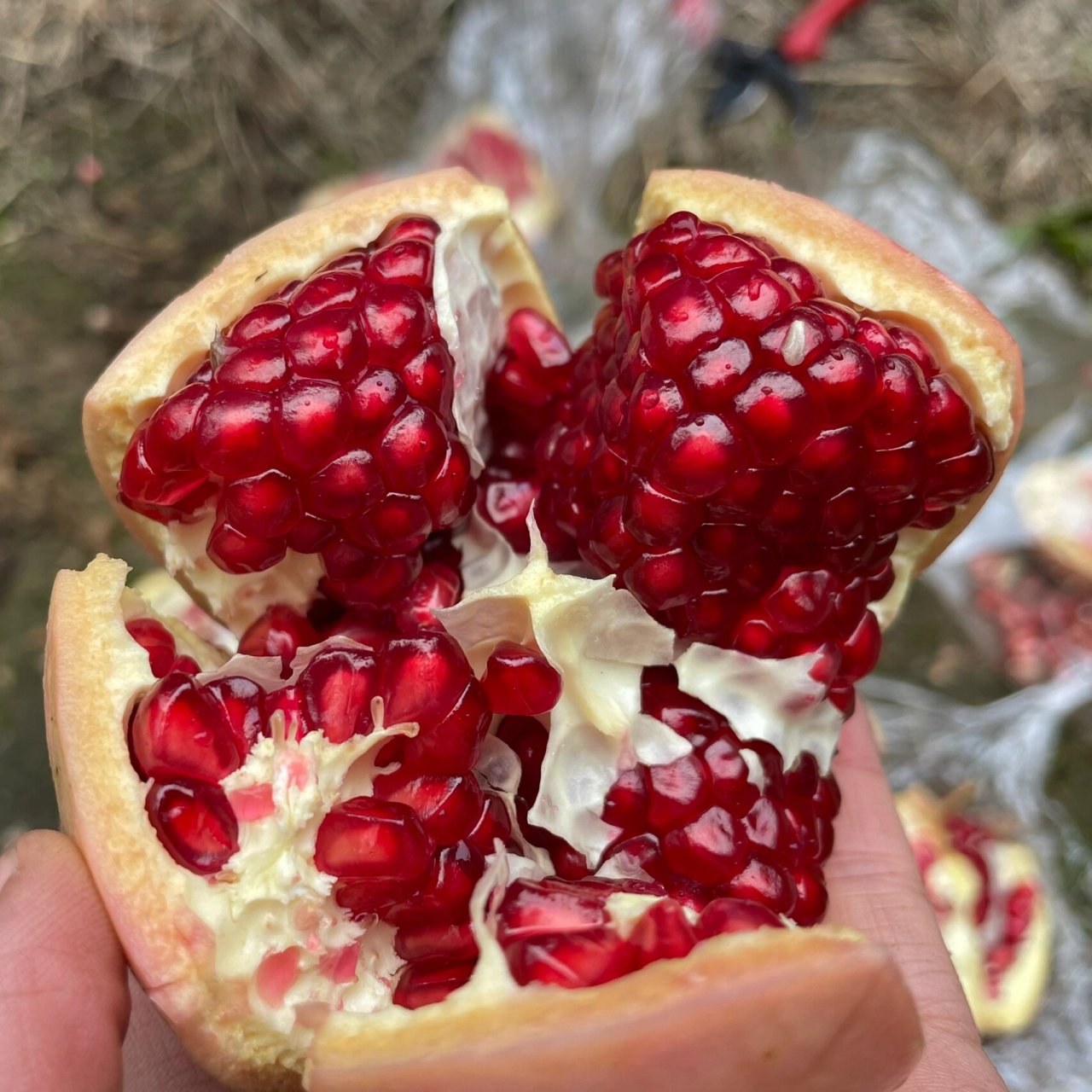 酸甜美味多汁的临潼石榴来了哈 大家好,很多朋友期盼了一年的临潼石榴