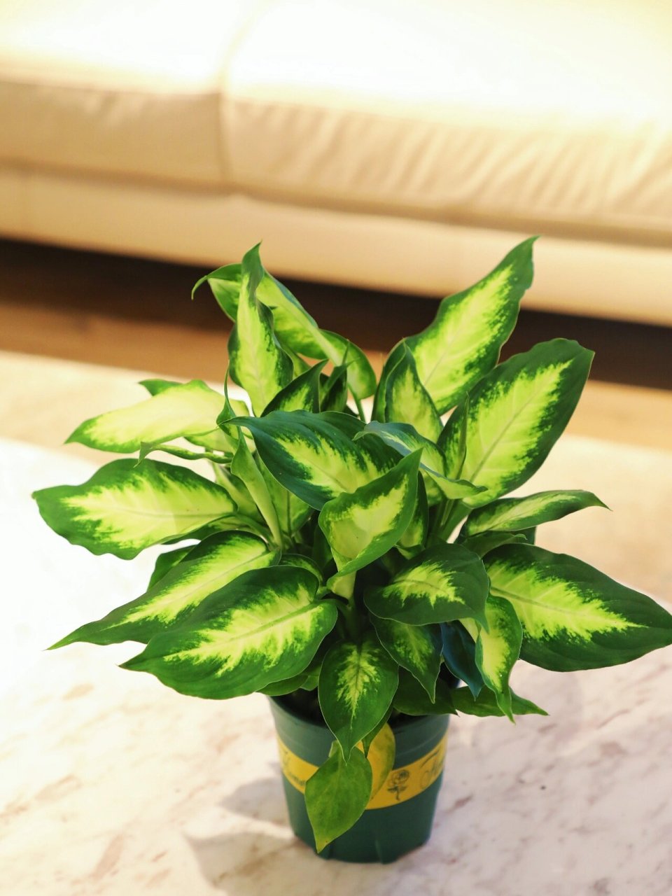 粉黛万年青,干净清爽的室内绿植 粉黛万年青算是花叶万年青中的一种