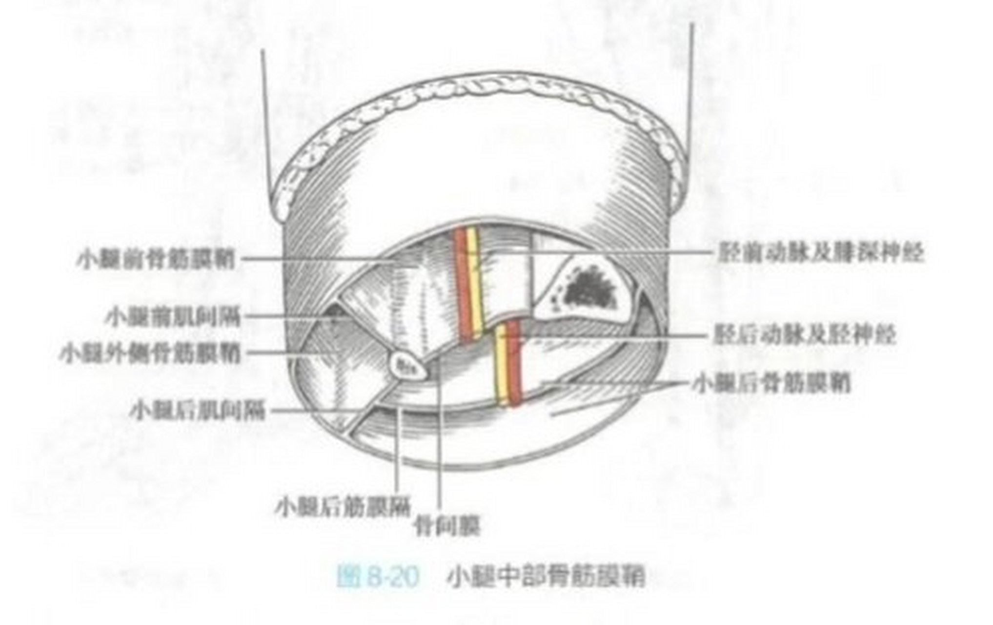 膜内成骨图片