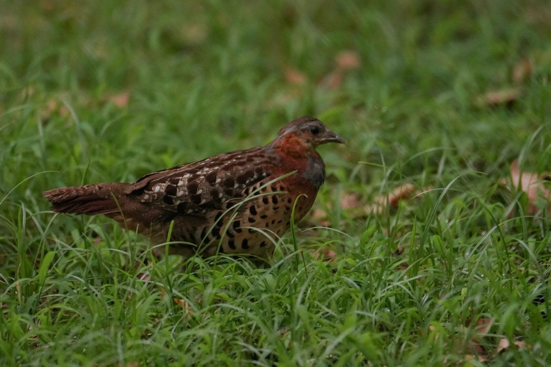 鸟类图鉴 | 灰胸竹鸡 不得不说现在的城市生态真的不错,在公园里都能