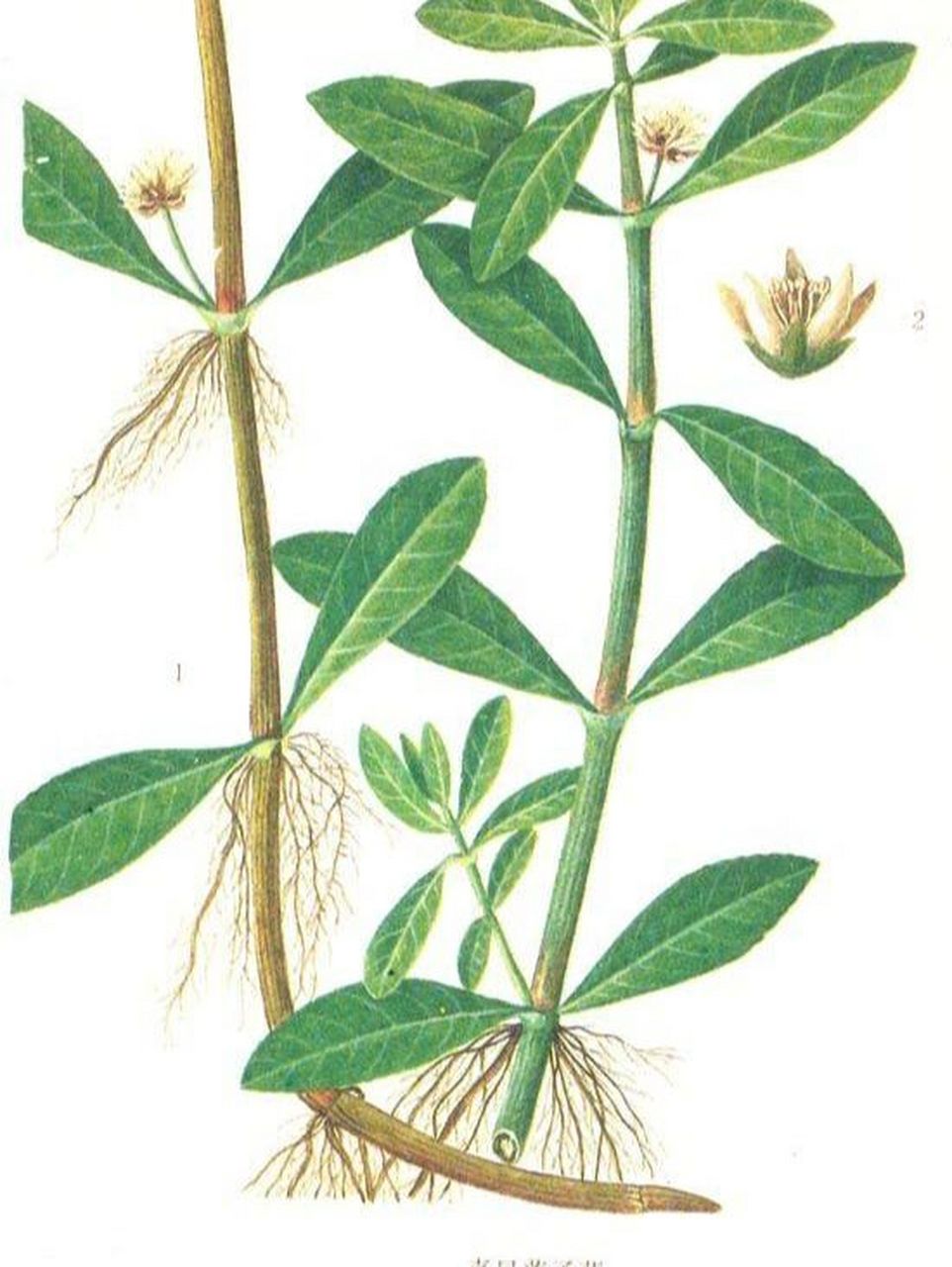 认认植物--喜旱莲子草 喜旱莲子草 (学名:alternanthera philoxeroide